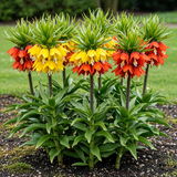 Green boutiQ - Bloembollen - Fritillaria Imperialis Mix - Kleur Geel en Oranje - 3 stuks - Bolmaat 18/20 - XXL Pack