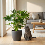 Green boutiQ - Kamerplant - Philodendron - Philodendron Lickety split - Groen - Weinig onderhoud - 1 Plant - met Potter Grijs - Pot 19cm - Hoogte 70cm