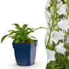 Green boutiQ - Vasteplant - Campanula pers. Alba - Perzikbladklokje - Bijen en Vlinderlokkers - Wit - 12 Planten - Pot 11cm - Hoogte 15-25cm