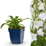 Green boutiQ - Vasteplant - Campanula pers. Alba - Perzikbladklokje - Bijen en Vlinderlokkers - Wit - 12 Planten - Pot 11cm - Hoogte 15-25cm
