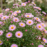 Green boutiQ - Vasteplant - Aster Wood's Pink - Pluimspirea - Bijen en Vlinderlokkers - Roze - 24 Planten - Pot 11cm - Hoogte 15-25cm