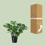 Monstera Deliciosa- Ø21cm - ↕65cm