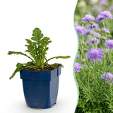 Green boutiQ - Vasteplant - Scabiosa col. Butterfly Blue - Duifkruid - Bijen en Vlinderlokkers - Paars - 12 Planten - Pot 11cm - Hoogte 15-25cm