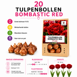 Tulpenbollen Bombastic Red — rode pioentulp, 20 stuks (maat 11/12)