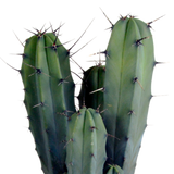 Myrtillocactus geometrizans 17 cm - zonder pot