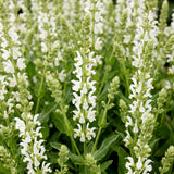 Green boutiQ - Vasteplant - Salvia nem. Schneehügel - Salie - Bijen en Vlinderlokkers - Wit - 24 Planten - Pot 11cm - Hoogte 15-25cm