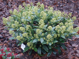 Green boutiQ - Terrasplant - Skimmia japonica Finchy - Bloem Wit - 10+ Bloemen - 2 Planten - Winterhard - Pot 10,5cm Hoogte 25cm