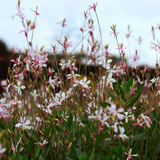 48x Gaura l. 'Siskiyou Pink' - ↕10-25cm - Ø9cm