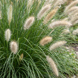 Green boutiQ - Grassen - Pennisetum alop. Hameln - Lampenpoetsergras - Met Pluim - Groen - 24 Planten - Pot 11cm - Hoogte 15-25cm