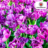 Tulpenbollen Double Flag — paarse dubbelbloemige tulp, 20 stuks (maat 11/12)