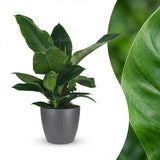 Green boutiQ - Kamerplant - Philodendron - Philodendron Imperial Green - Groen - Weinig onderhoud - 1 Plant - met Potter Grijs - Pot 19cm - Hoogte 65cm