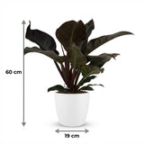 Green boutiQ - Kamerplant - Philodendron - Philodendron Imperial Red - Rood - Weinig onderhoud - 1 Plant - met Potter Wit - Pot 19cm - Hoogte 60cm