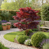 Green boutiQ - Tuinplant - Acer palmatum Atropurpureum - Paars - 3 Planten - Blad verliezend - Weinig Onderhoud - Pot 12cm Hoogte 35cm