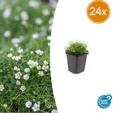 24x Sagina subulata - ↕10-25cm - Ø9cm