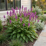 Green boutiQ - Vasteplant - Stachys mon. Hummelo - Ezeloor - Bijen- en vlinderlokkers - Paars - 24 Planten - Pot 11cm - Hoogte 15-25cm