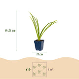 Green boutiQ - Vasteplant - Hemerocallis Pink Damask - Daglelie - Bijen en Vlinderlokkers - Roze - 1 Plant - Pot 11cm - Hoogte 15-25cm