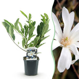 Green boutiQ - Heesters -Magnolia Stellata- Bloem Wit- 1 Plant - Bladverliezend - Weinig Onderhoud - Pot 17cm Hoogte 45cm