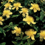 48x Hypericum calycinum - ↕10-25cm - Ø9cm