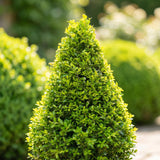 Green boutiQ - Buxus Pyramide - BetterBuxus Skylight - Resistant tegen de Buxus Schimmel - 2 Planten - Pot 23cm Hoogte 60-70cm