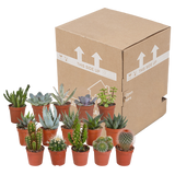 Cactus en vetplanten mix 5.5 cm | 15 stuks - zonder pot
