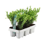 1x 6 pack Ilex crenata 'Jenny' - 6 x Ø7 cm - ↕15 cm