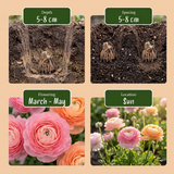 160x Ranunculus Pastel Mix - Pastelkleurige ranonkel - D - Zomerbloeier - Bolmaat 5/6