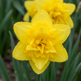 10x Narcissus Golden Ducat - Gevulde gele narcis - Geel - Voorjaarsbloeier - Bolmaat 12/14