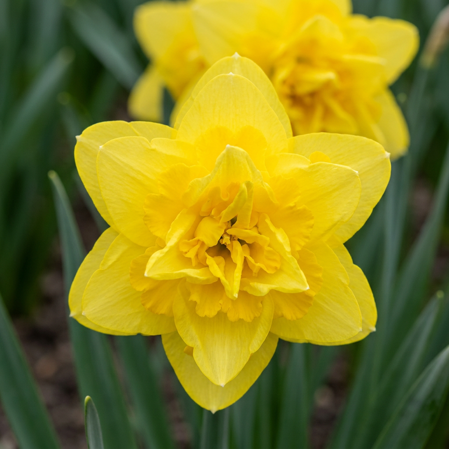 Narcisbollen Golden Ducat — geel, 10 stuks (bolmaat 12/14)