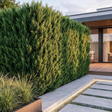 Green boutiQ - 8x Cupressocyparis leylandii 2011 - Leylandii - Haagplanten - Groenblijvend - Groen - Pot 9cm - Hoogte 30-40cm