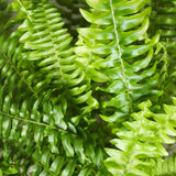 Green boutiQ - Kamerplant - Nephrolepsis exaltata Green Lady - Varen - Huisdiervriendelijke Plant - Groen - 1 Plant - Pot 12cm - Hoogte 25cm