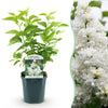 Green boutiQ - Tuinplant - Syringa vulgaris mme Lemoine - Gewone Sering - Winterhard - Wit - 1 Plant - Pot 17cm - Hoogte 45cm