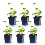 Green boutiQ - Vasteplant - Astrantia major - Sterrenkruid - Schaduw - Wit-Roze - 6 Planten - Pot 11cm - Hoogte 15-25cm