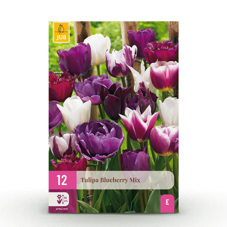 Tulpenbollen Blueberry mix — gemengde kleuren, 12 stuks (bolmaat 11/12)