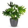 Green boutiQ - Kamerplant - Philodendron - Philodendron Lickety split - Groen - Weinig onderhoud - 1 Plant - met Potter Grijs - Pot 19cm - Hoogte 70cm