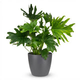Green boutiQ - Kamerplant - Philodendron - Philodendron Lickety split - Groen - Weinig onderhoud - 1 Plant - met Potter Grijs - Pot 19cm - Hoogte 70cm