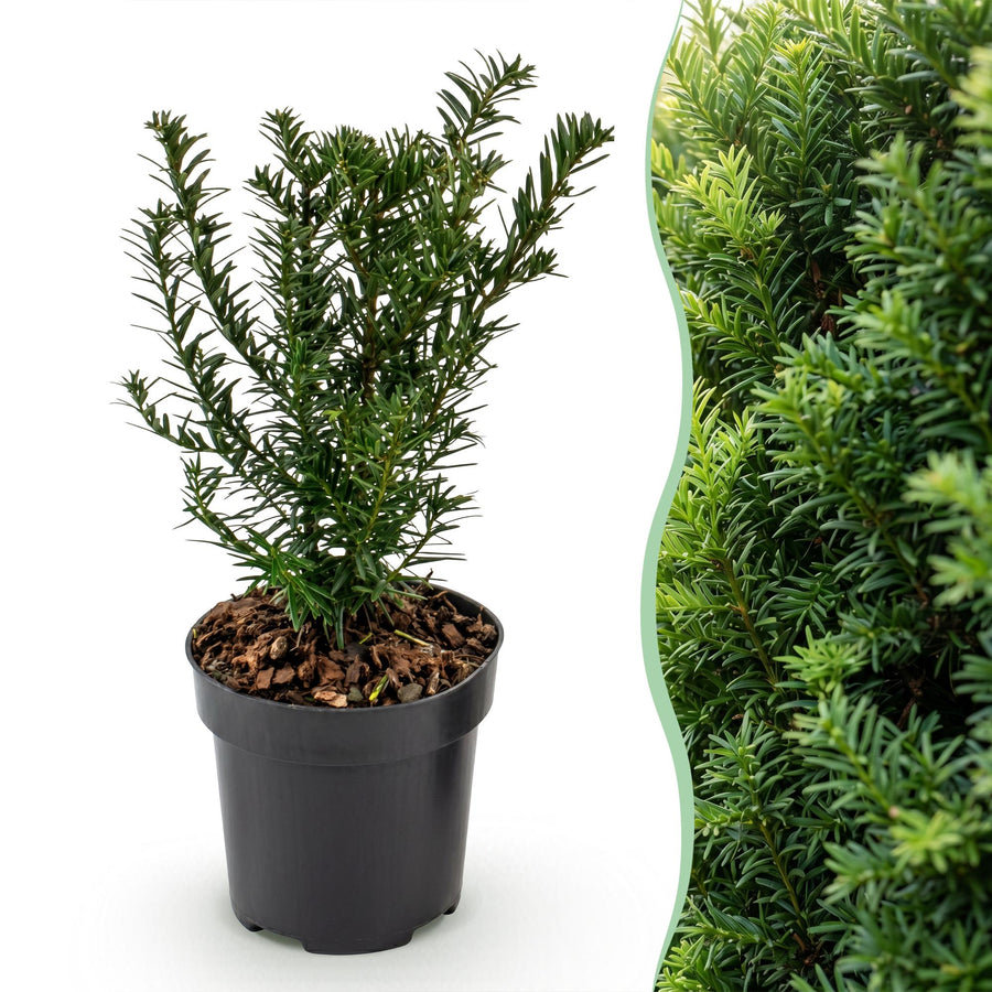 Taxus baccata — Venijnboomhaag, 40 stuks, 20-30 cm