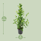 Ficus microcarpa Moclame - Ø21cm - ↕95cm