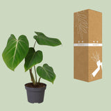 Philodendron Glorisoum - Ø12cm - ↕35cm