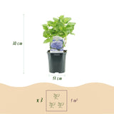 Green boutiQ - Hortensia - Hydrangea macrophylla Tricolour - Bloem Blauw, Roze en Wit- 3 Planten - Bladverliezend - Weinig Onderhoud - Pot 17cm Hoogte 30cm