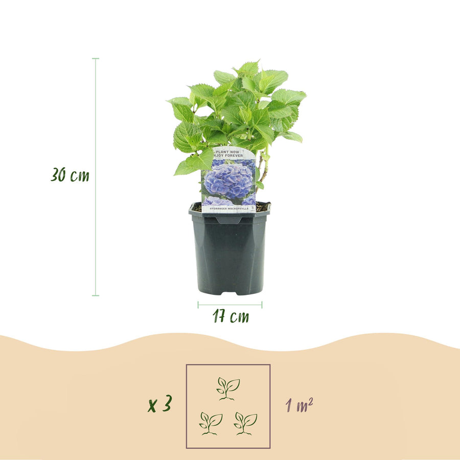 Hydrangea macrophylla Tricolour – 3 planten · 30 cm hoog (foto 3)