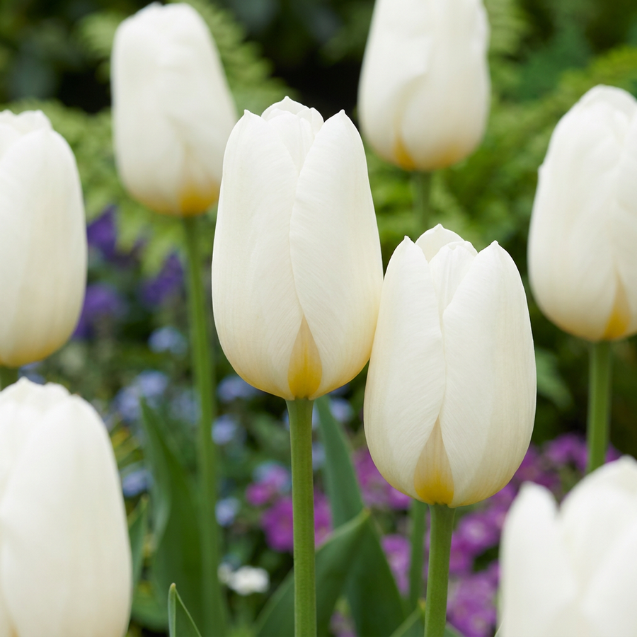 Tulpenbollen Triumph White — wit, 120 stuks (bolmaat 11/12)