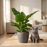 Green boutiQ - Kamerplant - Philodendron - Philodendron Imperial Green - Groen - Weinig onderhoud - 1 Plant - met Potter Grijs - Pot 19cm - Hoogte 65cm