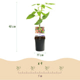 Green boutiQ - Fruitplant - Taybes - Rubus Tayberry- Rode Vrucht - 2 planten -Pot 11cm Hoogte 40cm