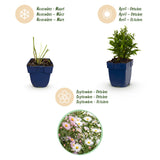 Green boutiQ - Vasteplant - Aster Tricolour - Zee Aster - Bijen en Vlinderlokkers - Paars - Roze - Wit - 24 Planten - Pot 11cm - Hoogte 15-25cm