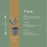 60x Convallaria majalis - ↕10-25cm - Ø9cm