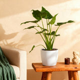Green BoutiQ - Kamerplanten - Alocasia Cucullata - Boeddha,s hand - Weinig onderhoud - Groen - 1 Plant - met Potter Wit - Pot 21cm - Hoogte 65-70cm