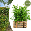 Palletdeal Haagplanten:50 Fagus sylvatica ↕60-80 - Ø 19cm | Mini Pallet