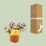 Tradescantia Sweetness 10,5cm - Ø10,5cm - ↕10cm