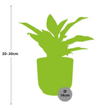 Aglaonema Crete in ELHO Vibes Fold 14cm geel