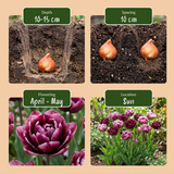 Tulpenbollen Sweet Desire mix — roze-witte tulpenmix, 96 stuks (maat 11/12)